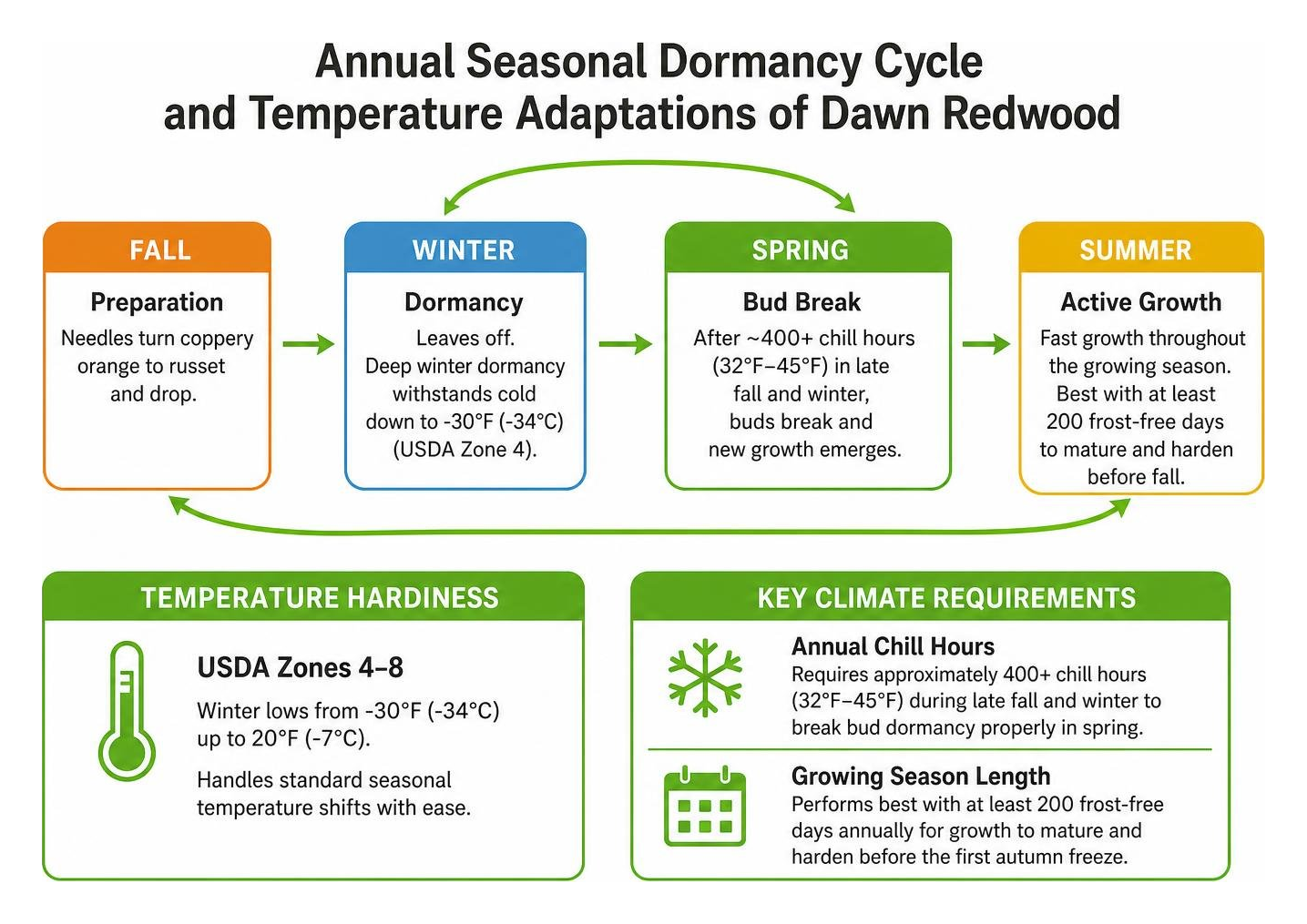 Annual seasonal dormancy cycle and temperature adaptations of dawn redwood