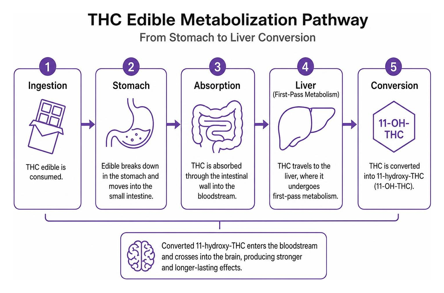 Diagram of THC edible metabolization pathway from stomach to liver conversion