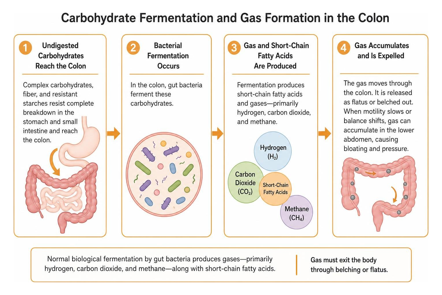 Diagram of carbohydrate fermentation and gas formation in the colon