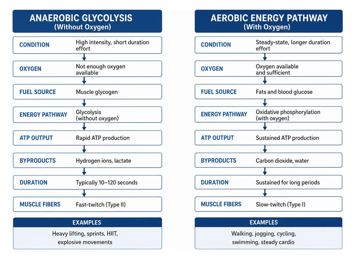 Diagram illustrating anaerobic glycolysis versus aerobic energy pathways Diagram illustrating anaerobic glycolysis versus aerobic energy pathways