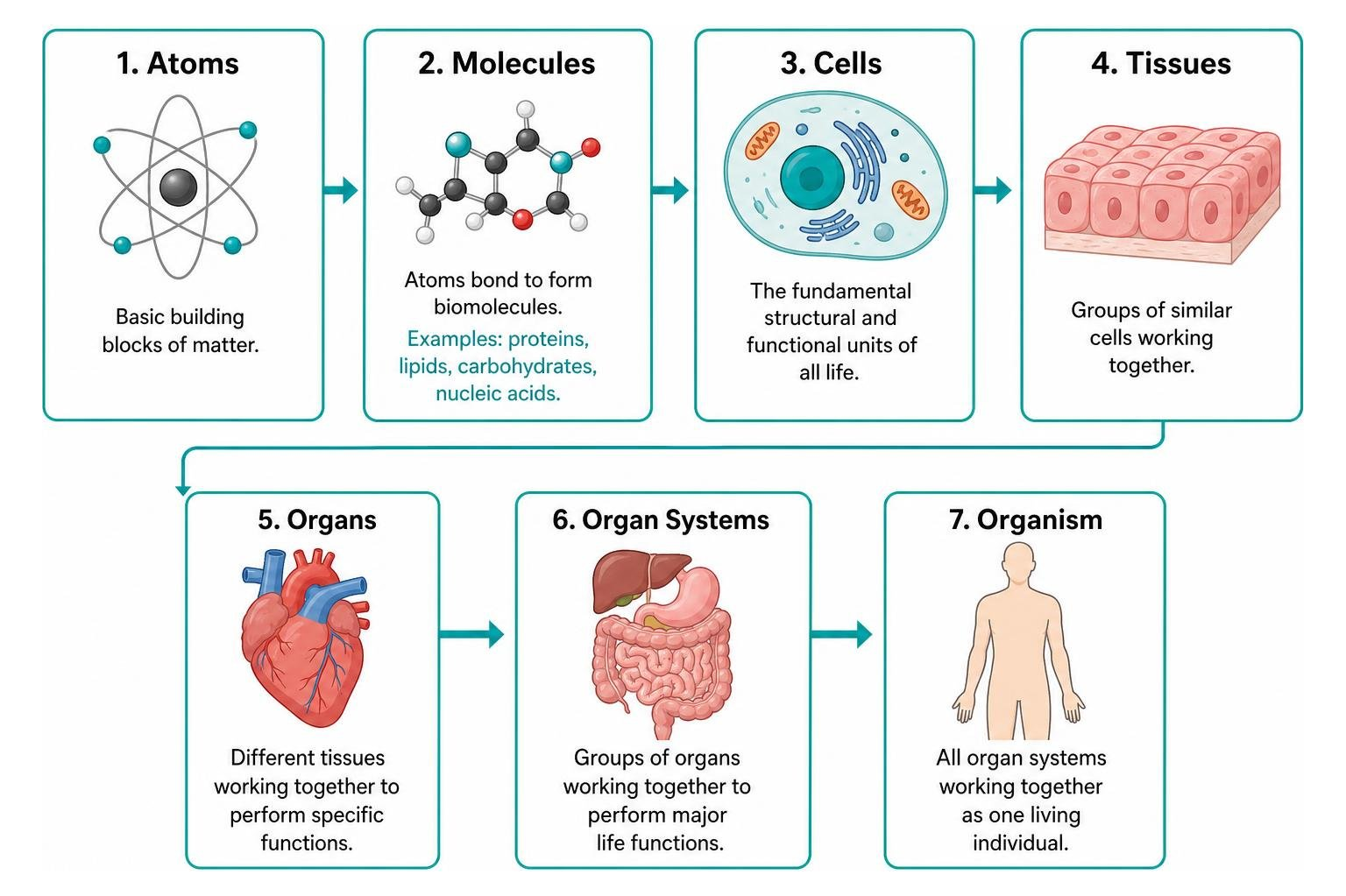 Diagram showing biological organization hierarchy from atoms to organism Diagram showing biological organization hierarchy from atoms to organism