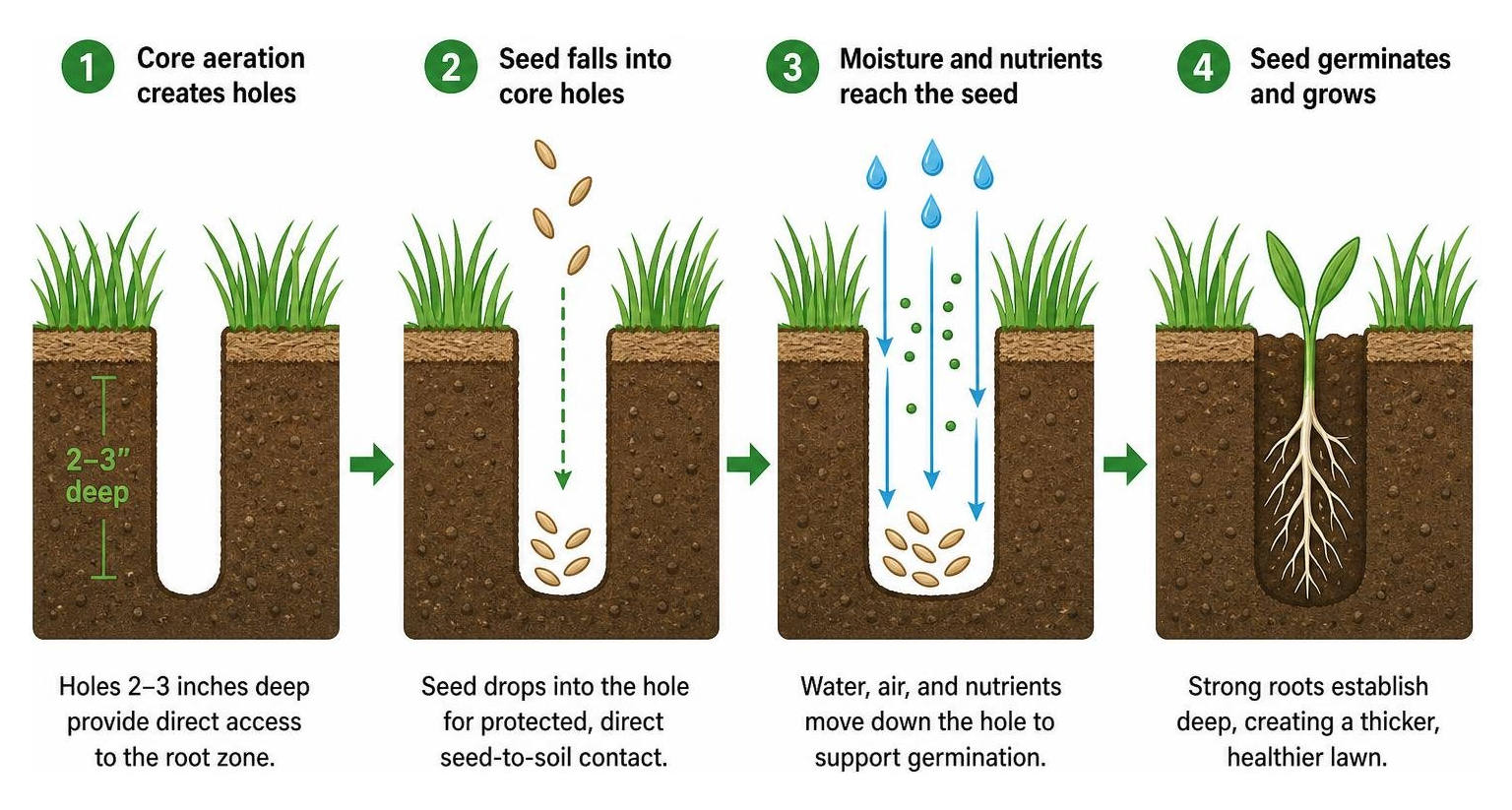 Diagram showing seed falling into aeration core holes for optimal germination