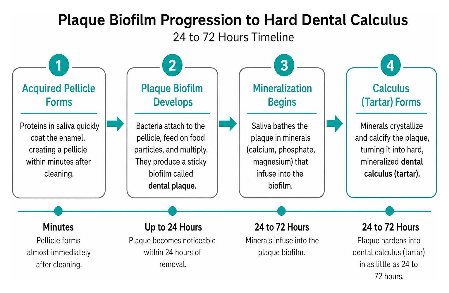 Plaque biofilm progression to hard dental calculus timeline Plaque biofilm progression to hard dental calculus timeline