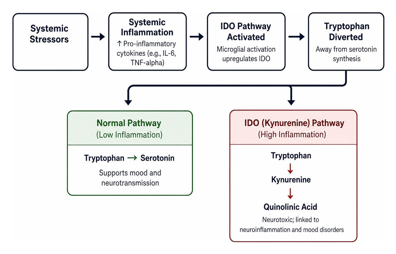 Systemic inflammation and IDO pathway diverting tryptophan to quinolinic acid diagram Systemic inflammation and IDO pathway diverting tryptophan to quinolinic acid diagram