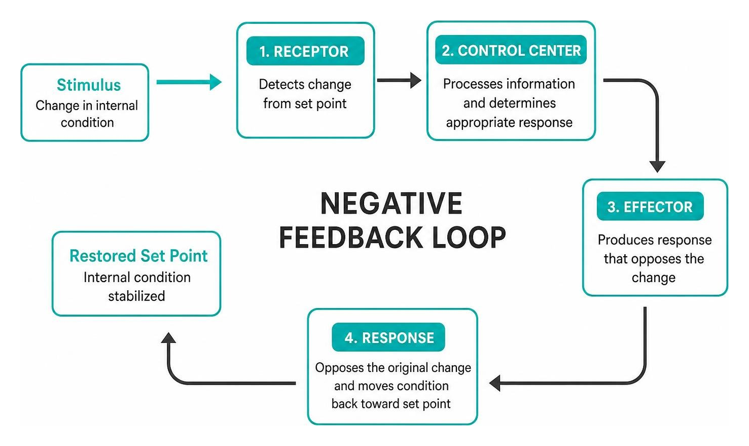 Diagram showing negative feedback loop receptor control center and effector Diagram showing negative feedback loop receptor control center and effector