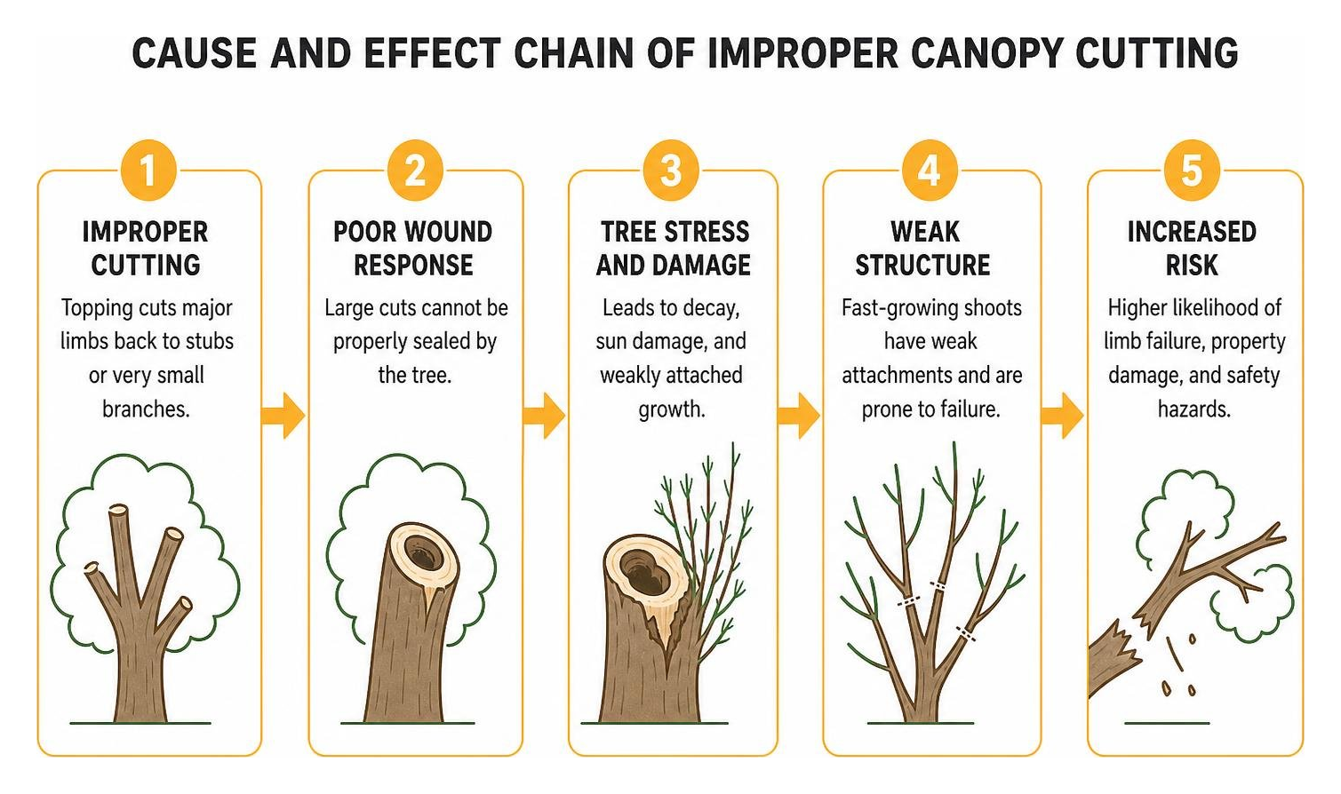 cause and effect chain of improper canopy cutting cause and effect chain of improper canopy cutting