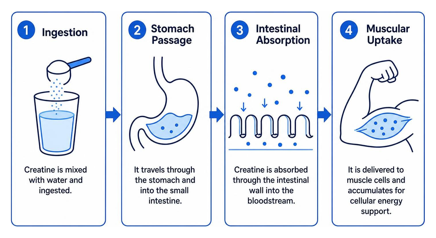 How creatine is processed: ingestion, stomach passage, intestinal absorption, muscular uptake