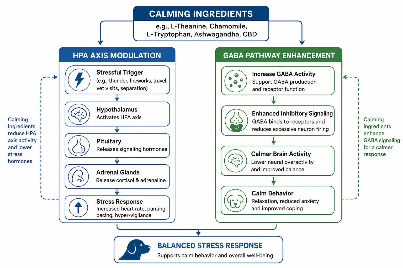 Diagram showing how calming ingredients modulate the HPA axis and GABA pathways
