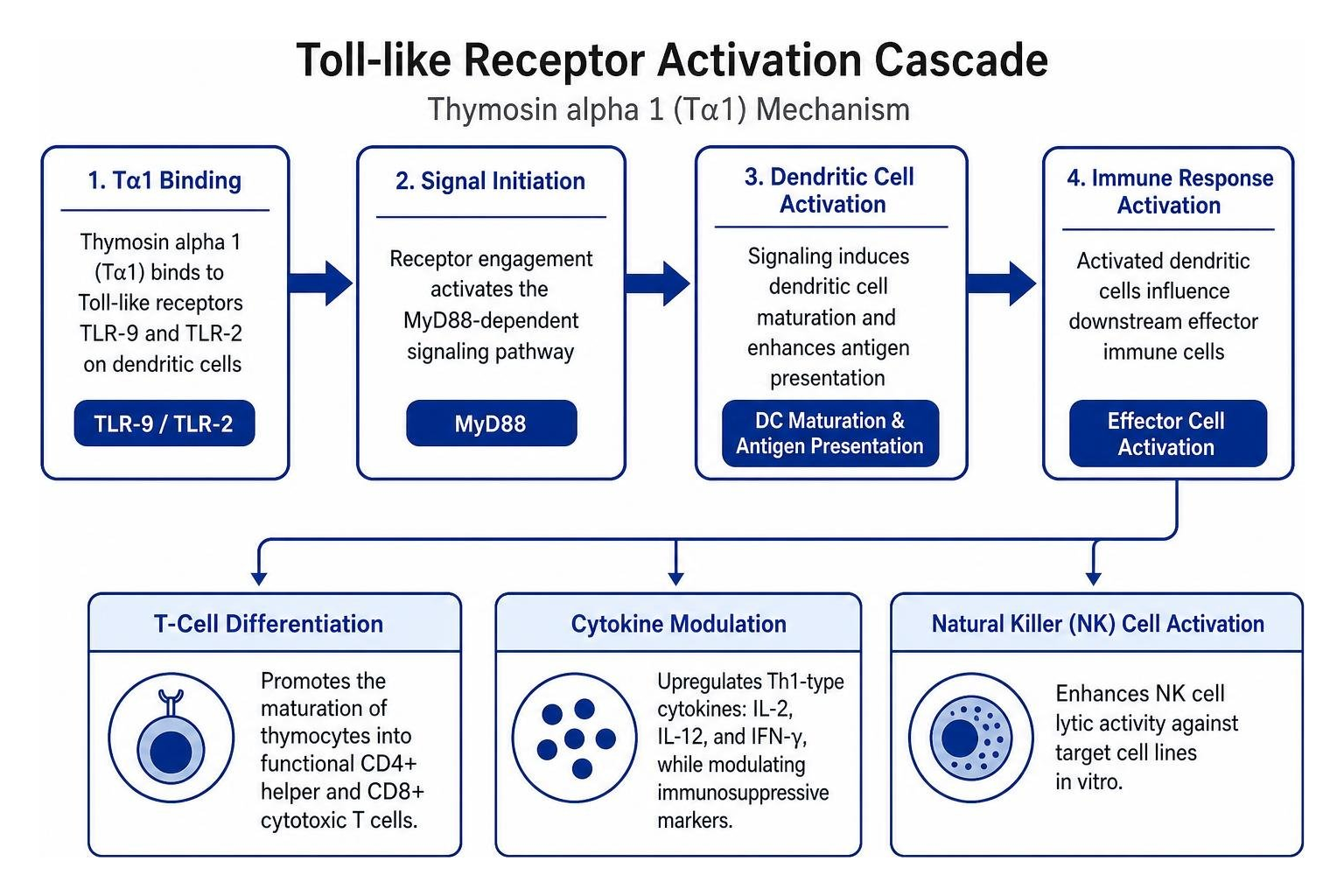 Toll-like receptor activation cascade Toll-like receptor activation cascade
