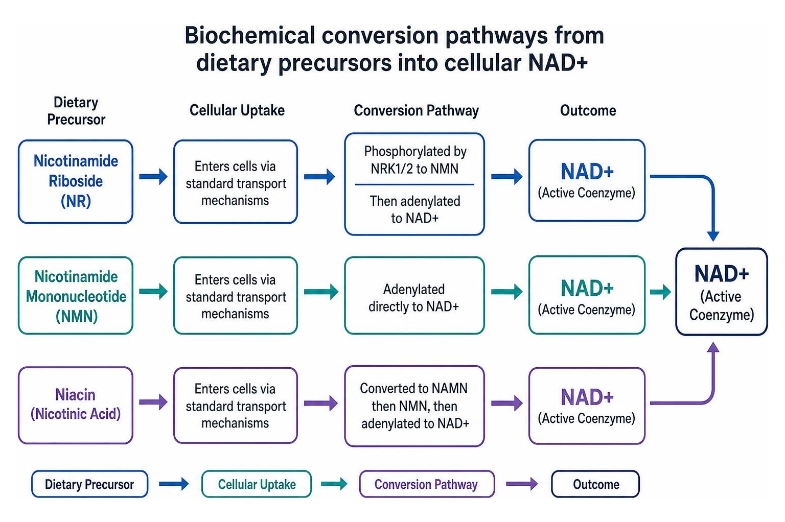 Biochemical conversion pathways from dietary precursors into cellular NAD+ Biochemical conversion pathways from dietary precursors into cellular NAD+