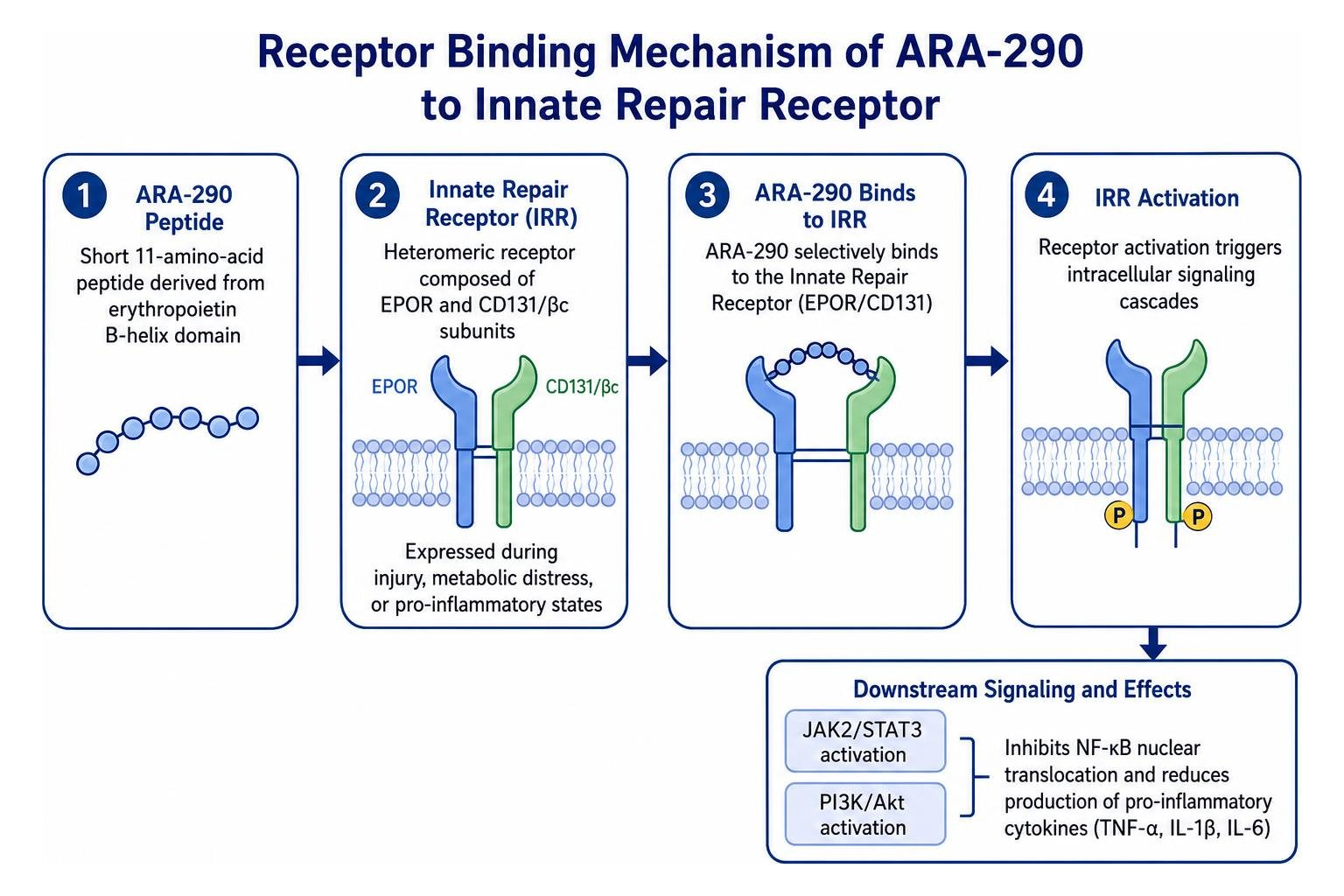 Receptor binding mechanism of ARA-290 to Innate Repair Receptor