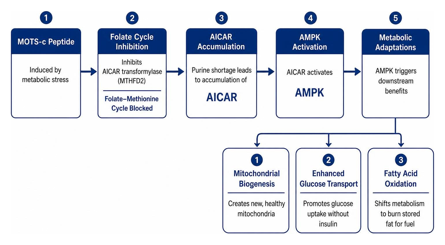 Diagram illustrating the folate cycle inhibition, AICAR accumulation, and AMPK activation cascade Diagram illustrating the folate cycle inhibition, AICAR accumulation, and AMPK activation cascade