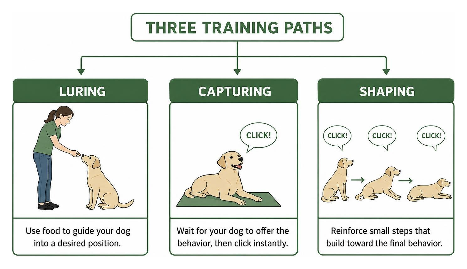 Diagram showing three training paths luring capturing and shaping Diagram showing three training paths luring capturing and shaping