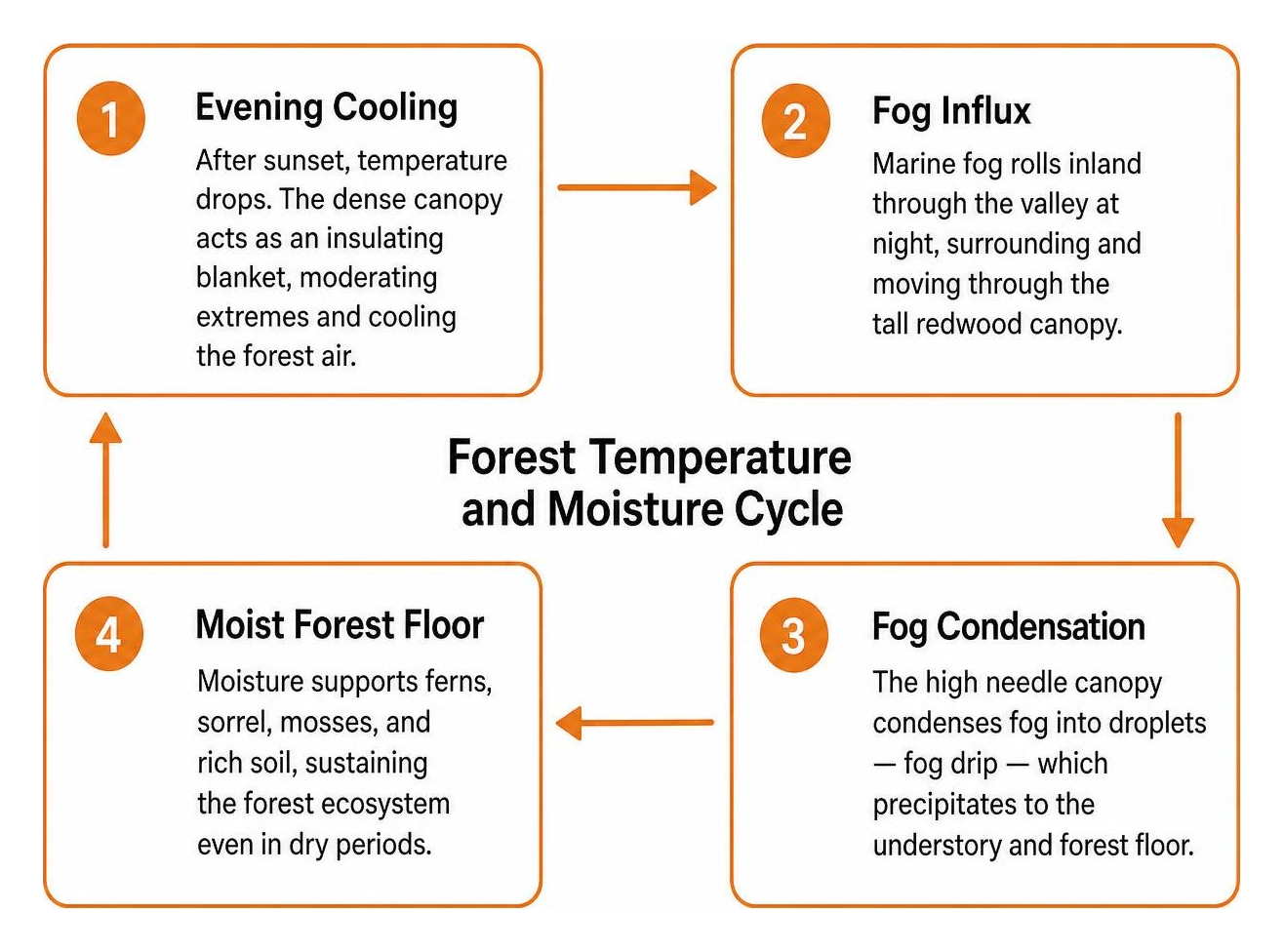 Forest temperature and moisture cycle