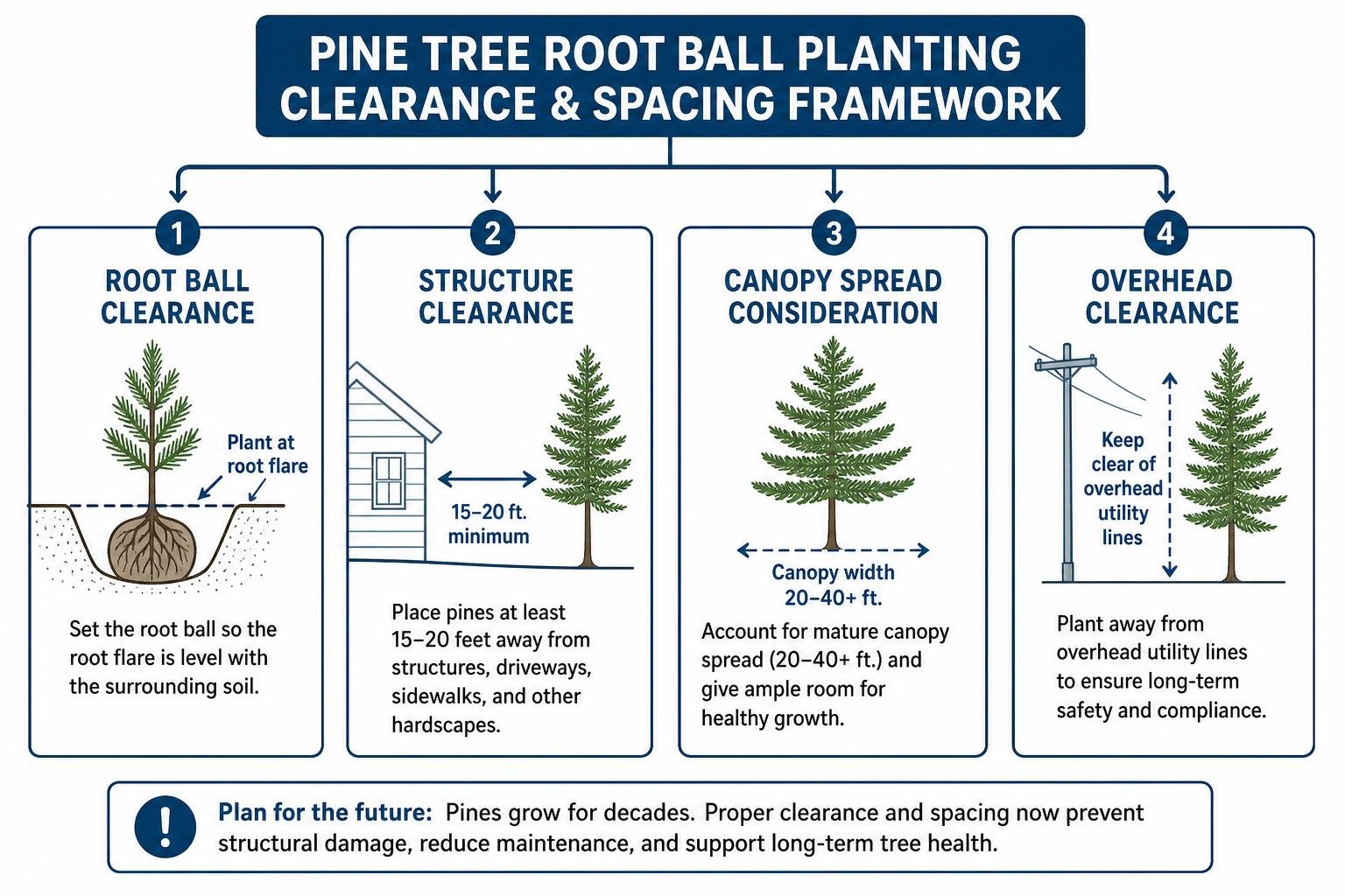 Pine tree root ball planting clearance and spacing framework