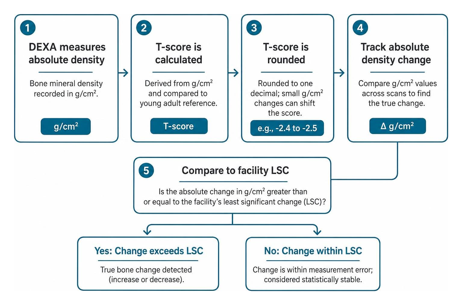 flowchart showing how absolute density in g/cm2 determines true bone change
