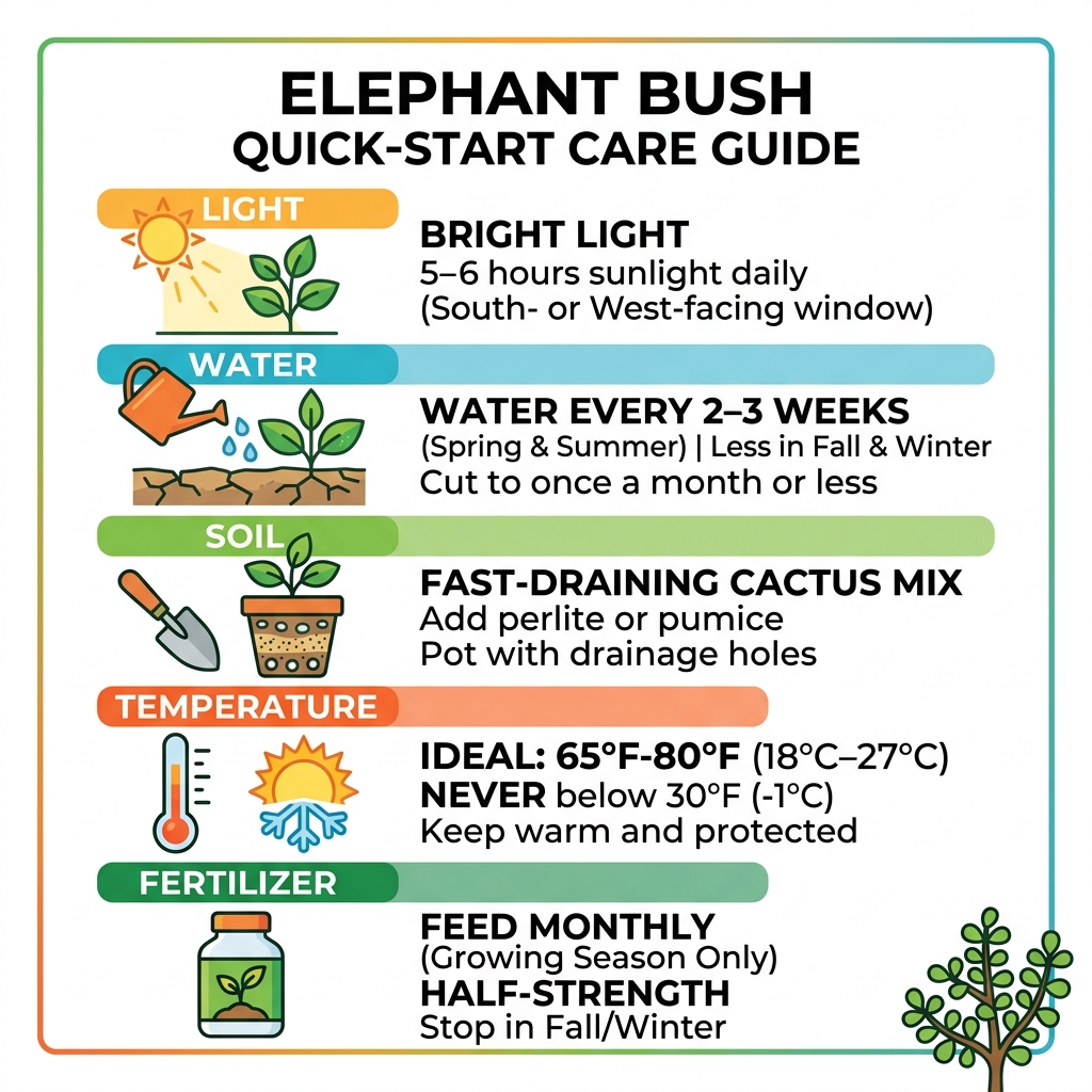 Elephant Bush quick-start care guide: light, water, soil, temperature, fertilizer checklist - how to care for elephant bush Elephant Bush quick-start care guide: light, water, soil, temperature, fertilizer checklist - how to care for elephant bush