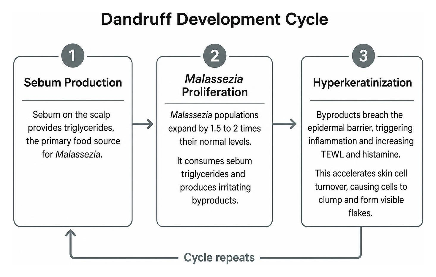Dandruff development cycle showing sebum production, Malassezia proliferation, and hyperkeratinization Dandruff development cycle showing sebum production, Malassezia proliferation, and hyperkeratinization