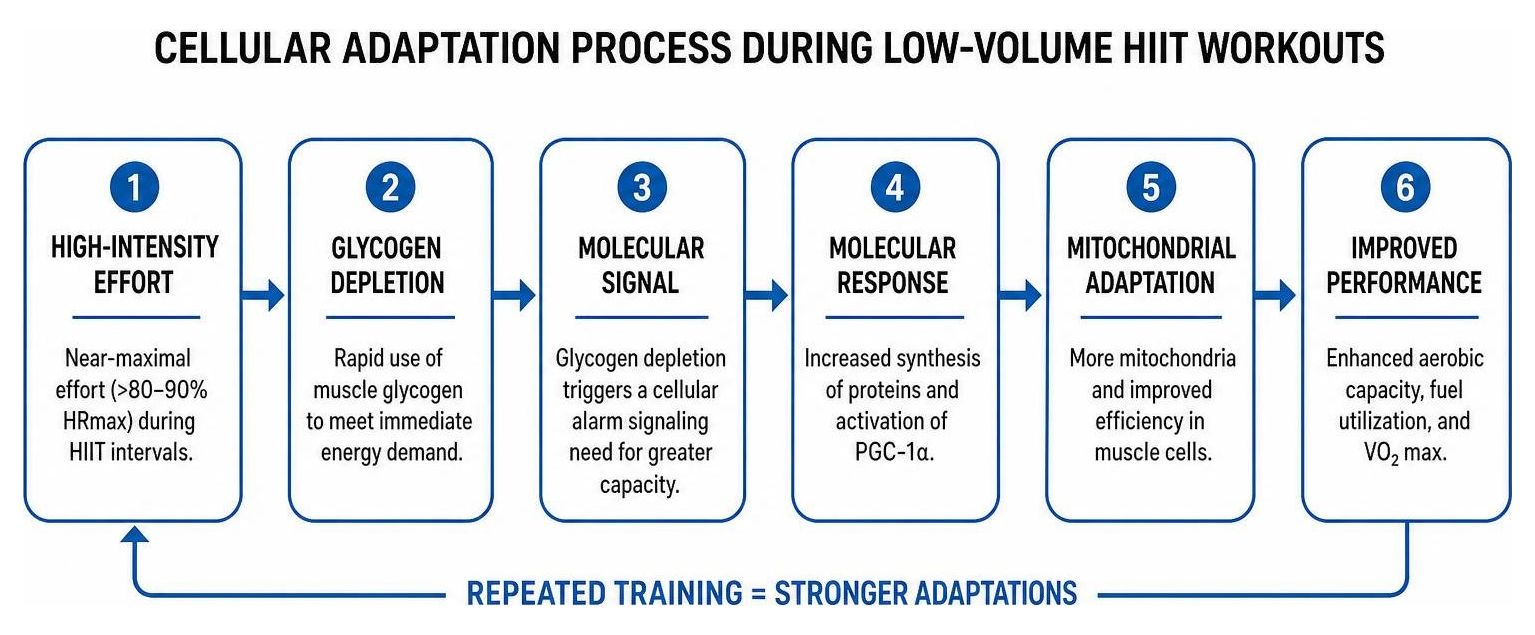 Cellular adaptation process during low-volume HIIT workouts Cellular adaptation process during low-volume HIIT workouts