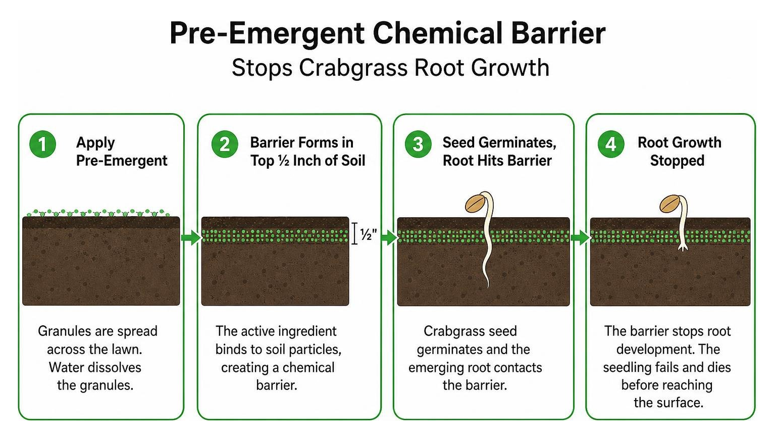 diagram showing pre-emergent chemical barrier stopping weed root growth