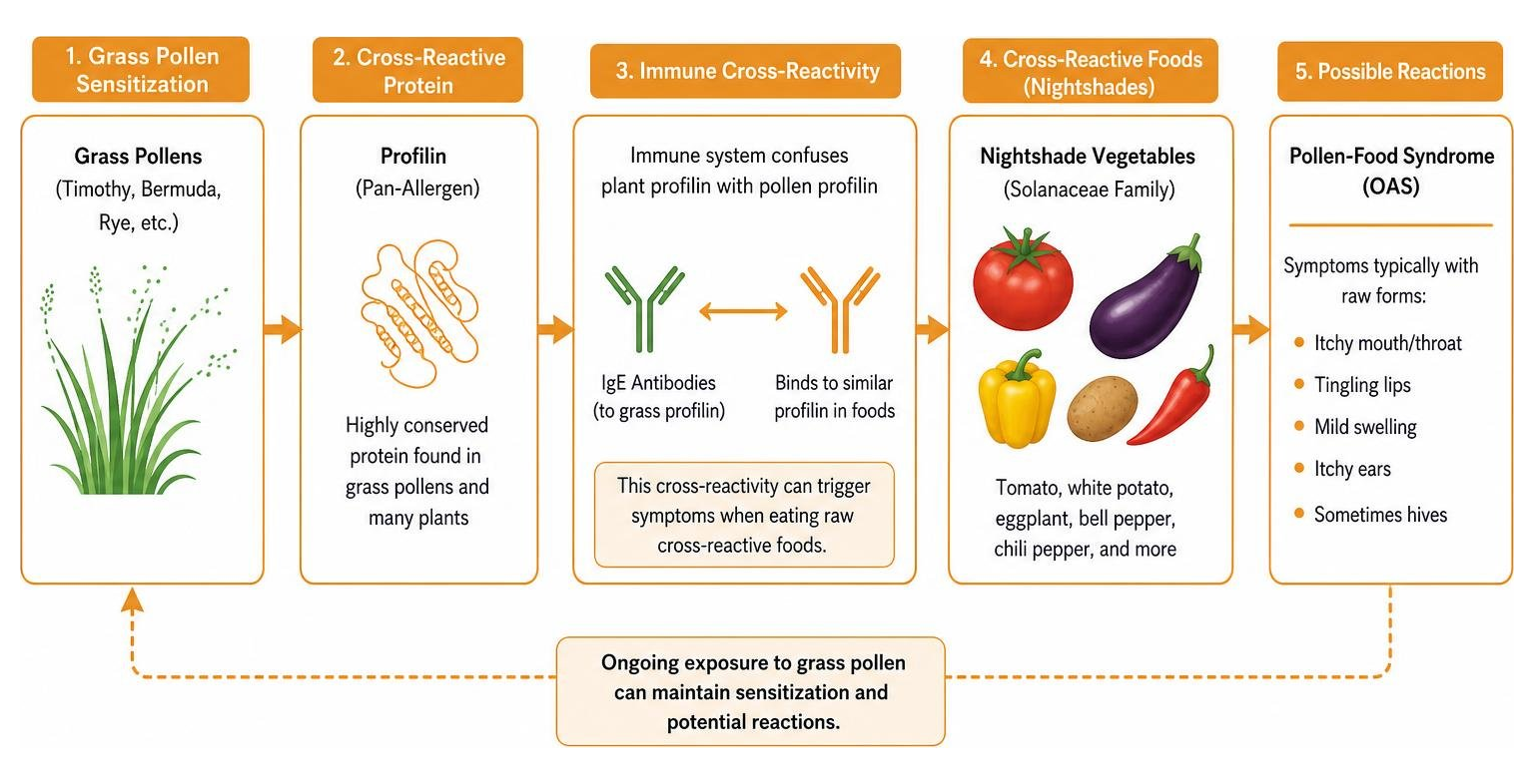 Diagram showing the cross-reactivity chain between grass pollen, profilin proteins, and nightshade vegetables like tomatoes Diagram showing the cross-reactivity chain between grass pollen, profilin proteins, and nightshade vegetables like tomatoes