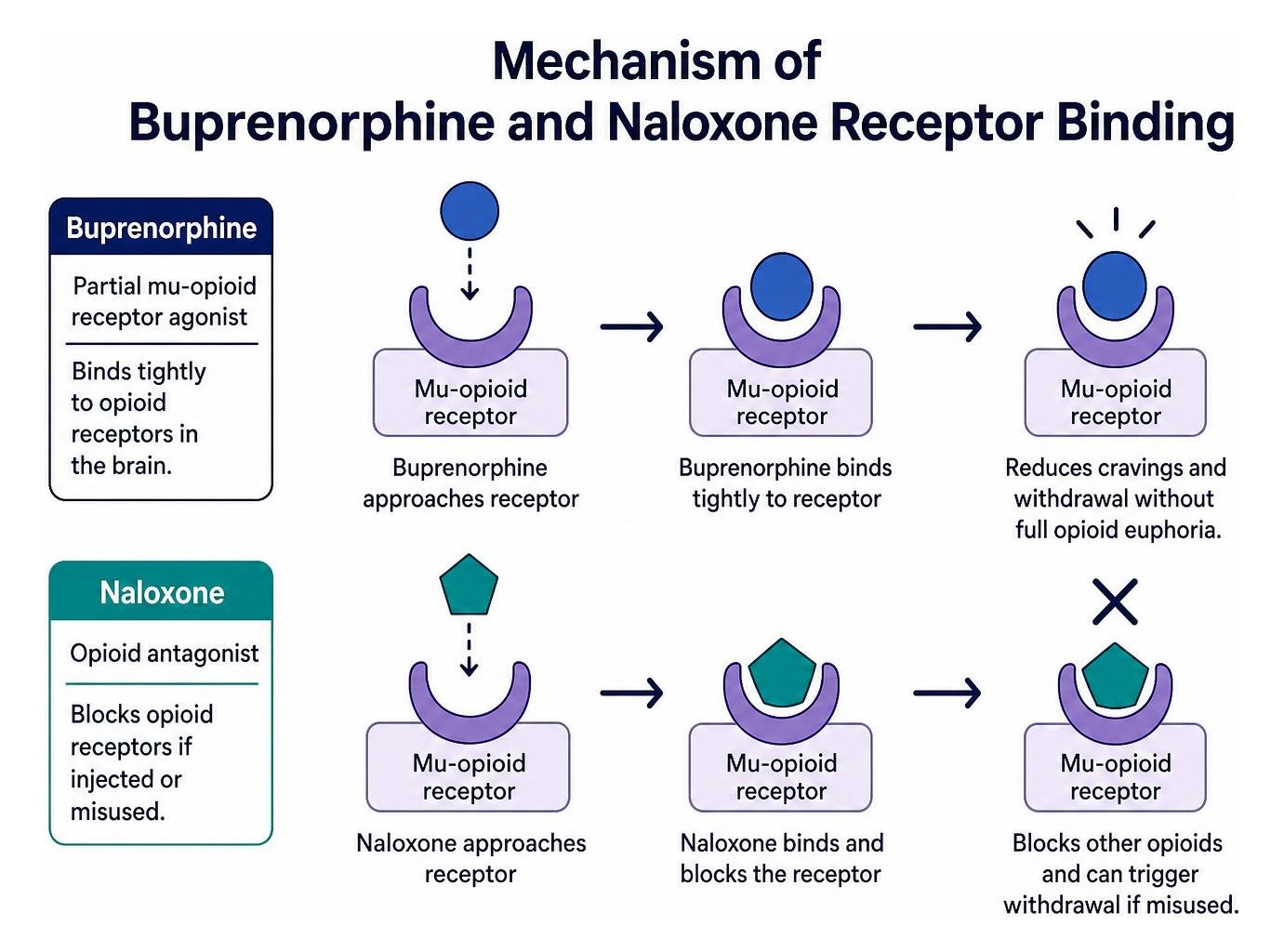 Mechanism of buprenorphine and naloxone receptor binding Mechanism of buprenorphine and naloxone receptor binding