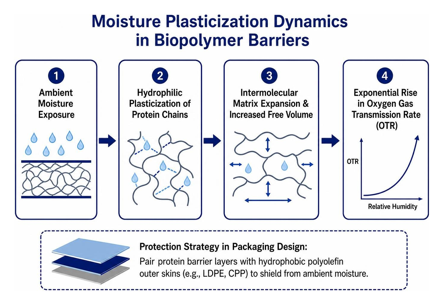 Diagram of moisture plasticization dynamics in biopolymer barriers