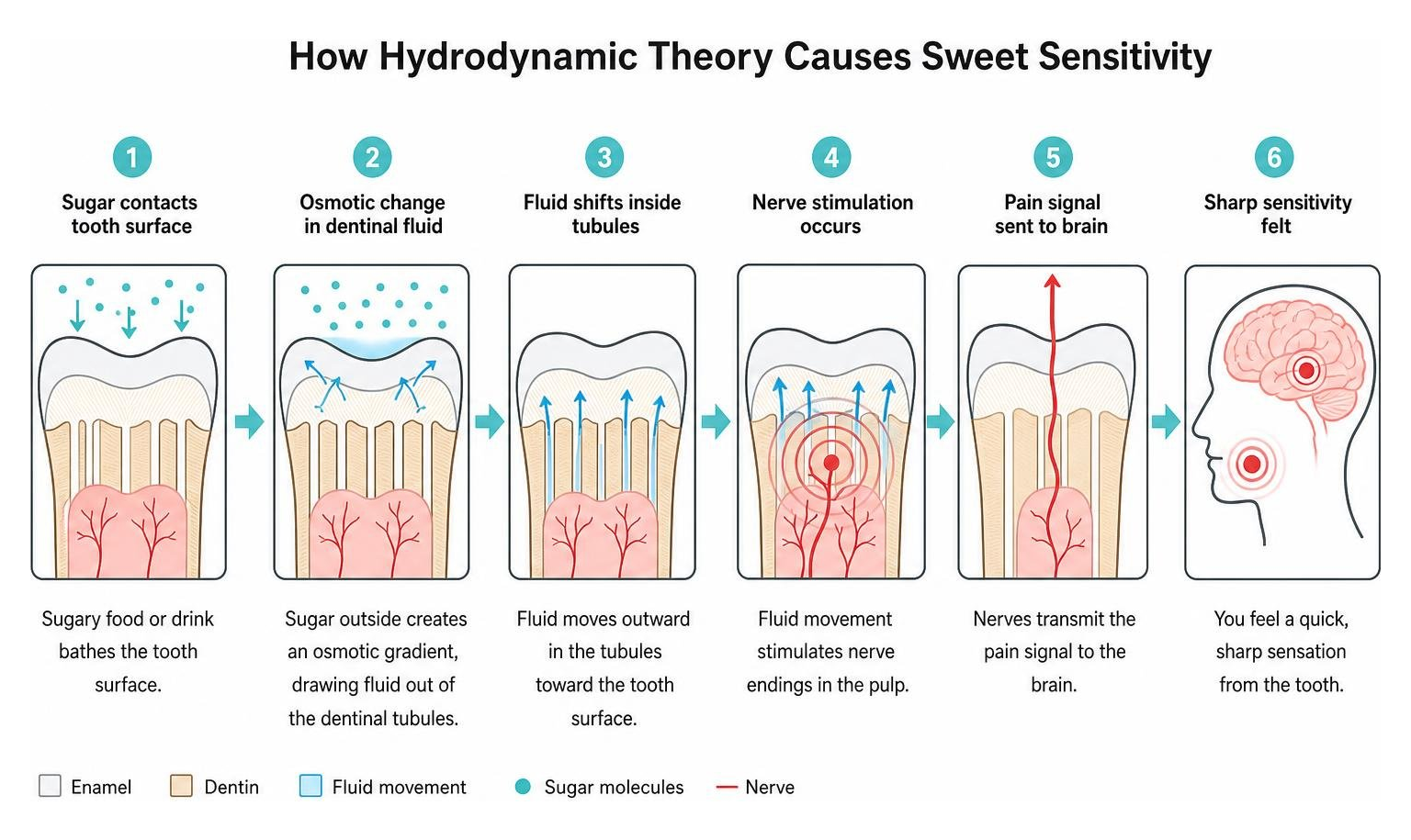 How hydrodynamic theory causes sweet sensitivity diagram