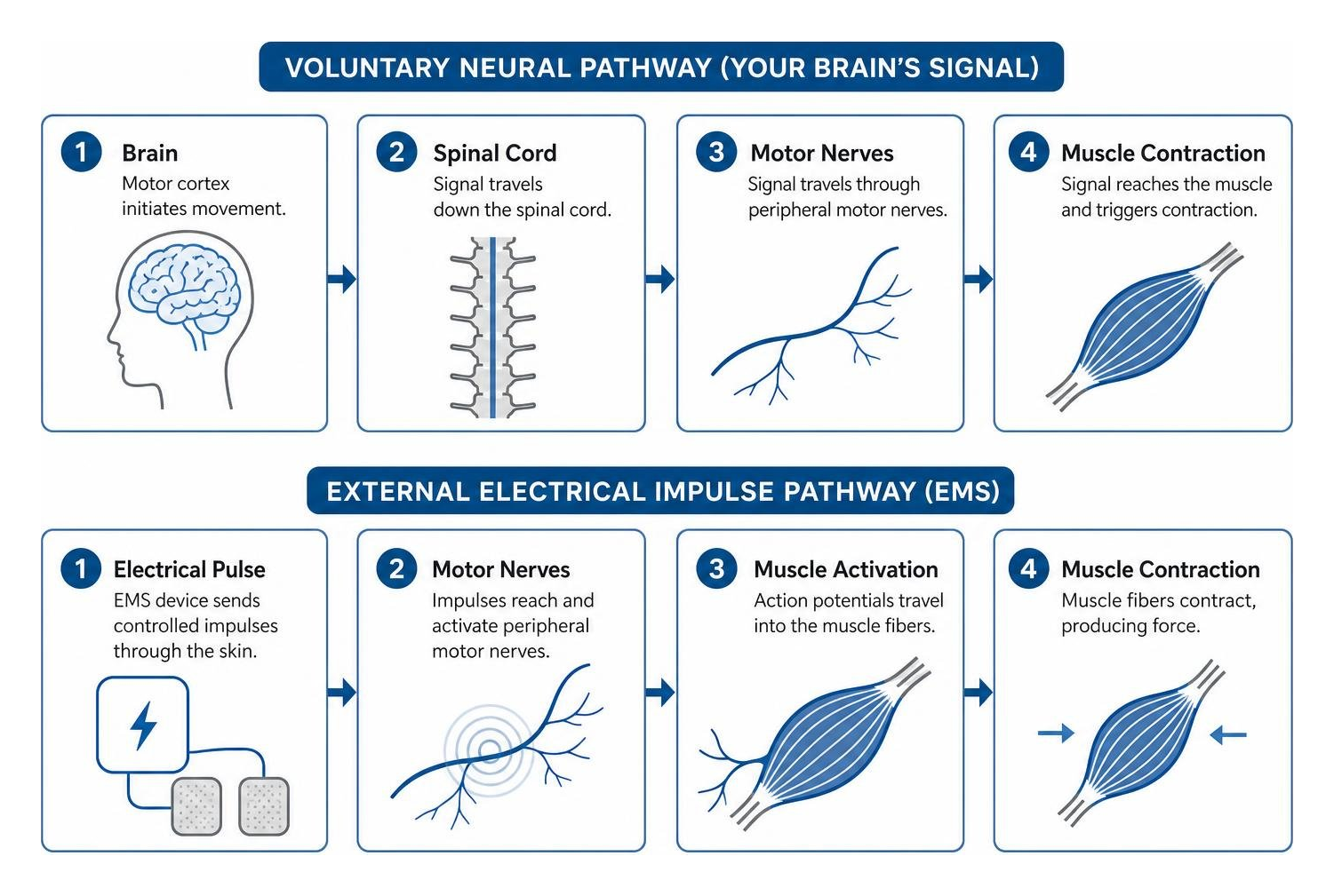 Diagram comparing voluntary neural pathways against external electrical impulse pathways
