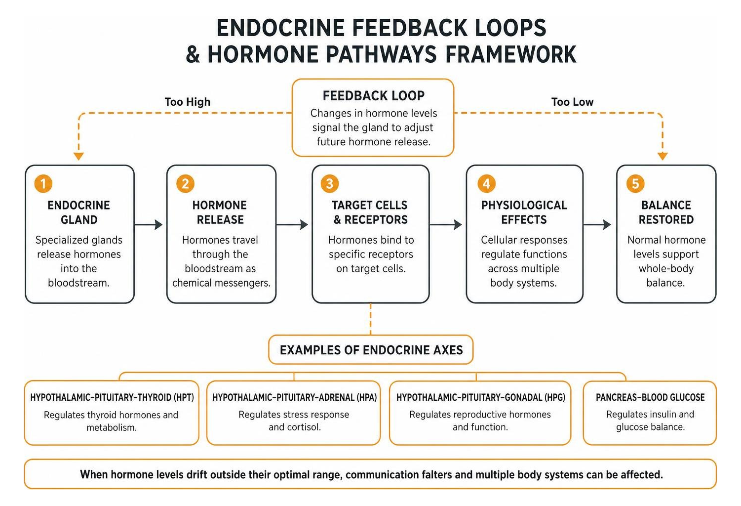 Endocrine feedback loops and hormone pathways framework Endocrine feedback loops and hormone pathways framework