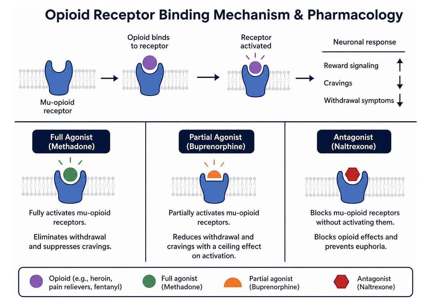 Diagram showing opioid receptor binding mechanism and pharmacology Diagram showing opioid receptor binding mechanism and pharmacology