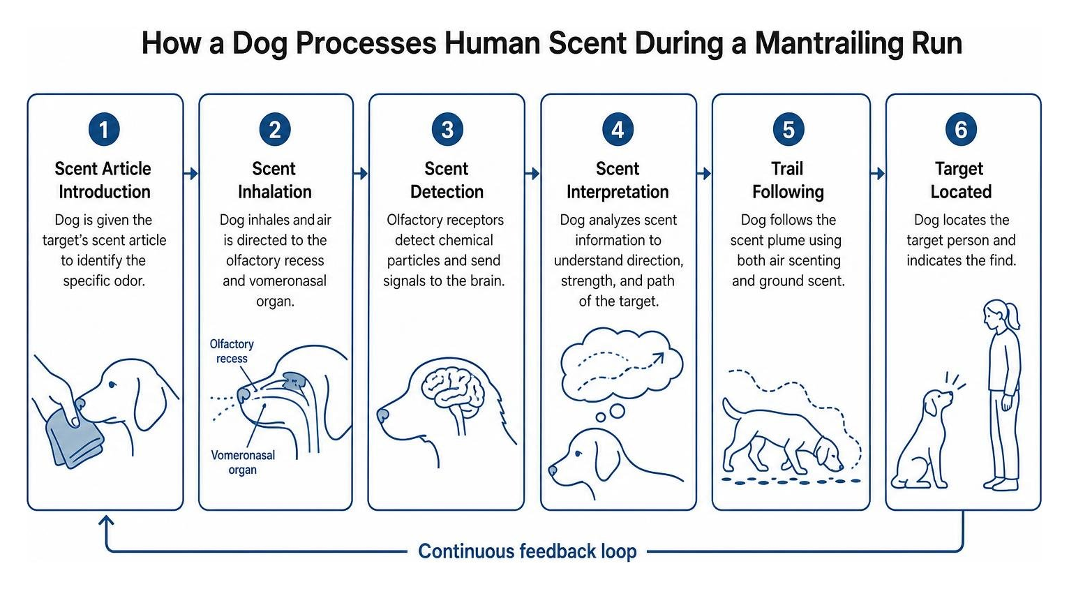 diagram of how a dog processes human scent during a mantrailing run diagram of how a dog processes human scent during a mantrailing run