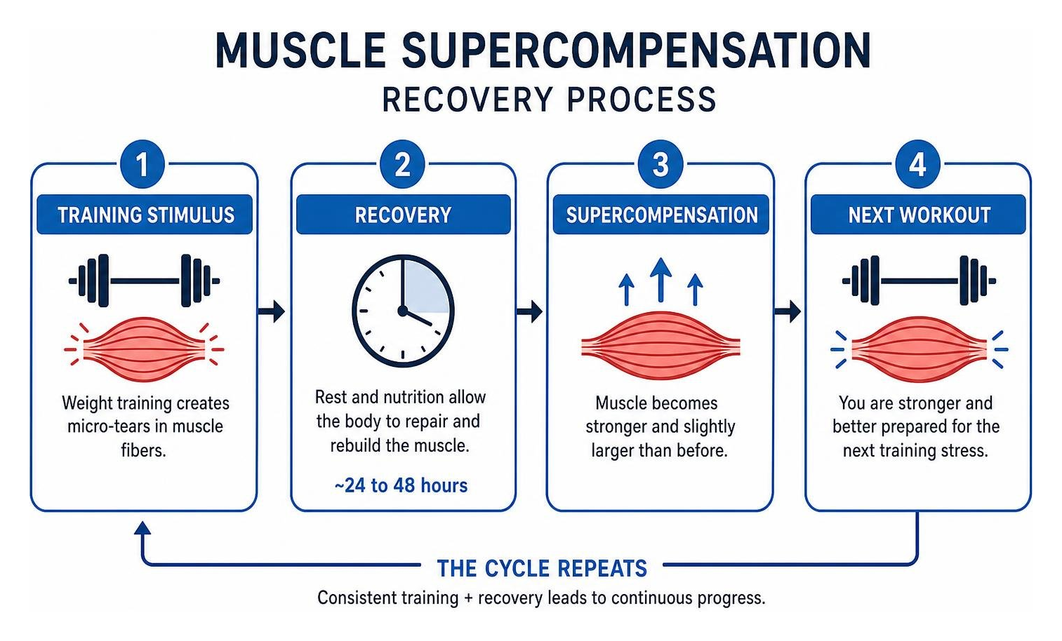 muscle supercompensation recovery process