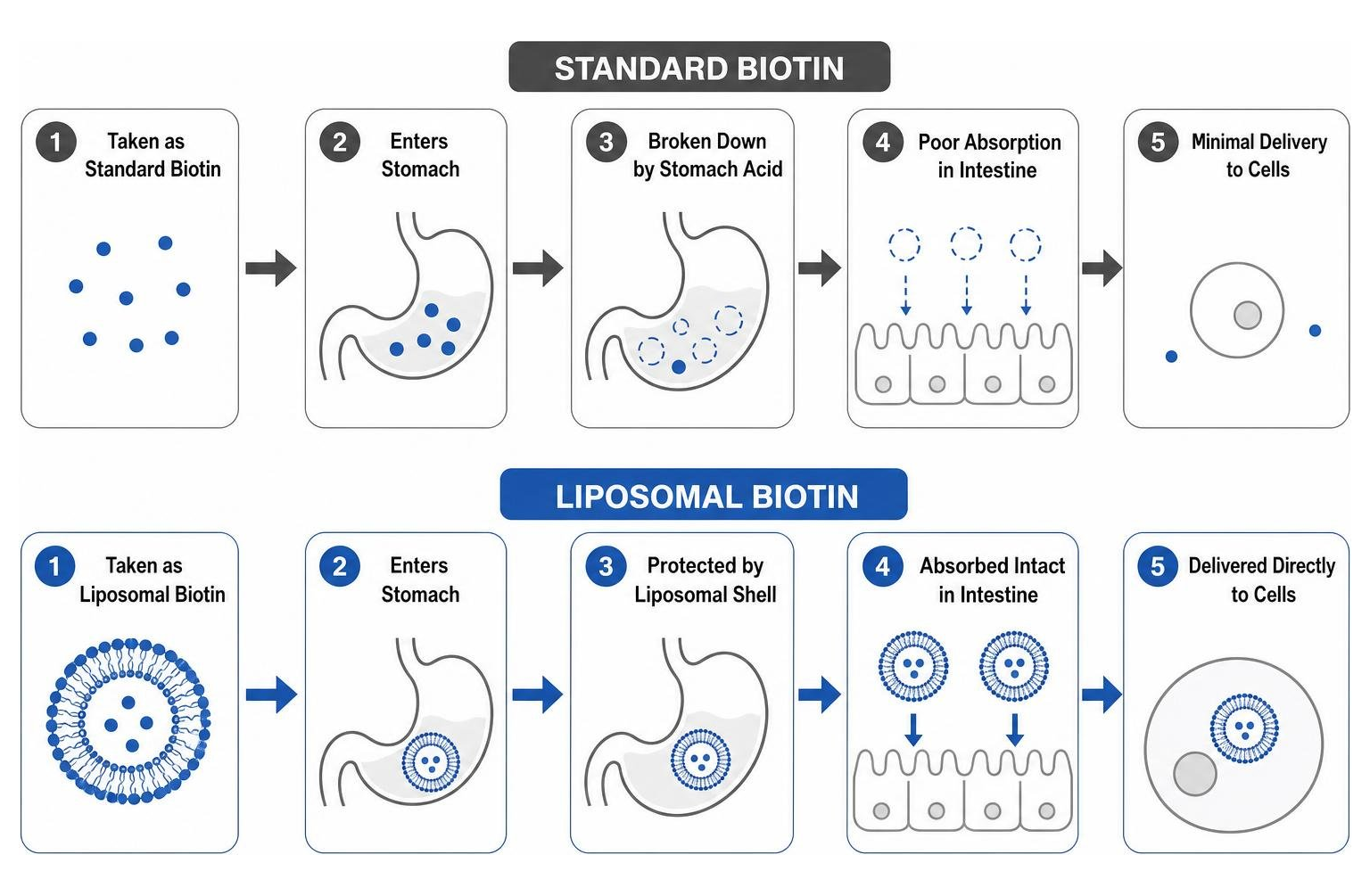 A comparison diagram showing how standard biotin is broken down in the stomach versus how liposomal biotin is protected and A comparison diagram showing how standard biotin is broken down in the stomach versus how liposomal biotin is protected and
