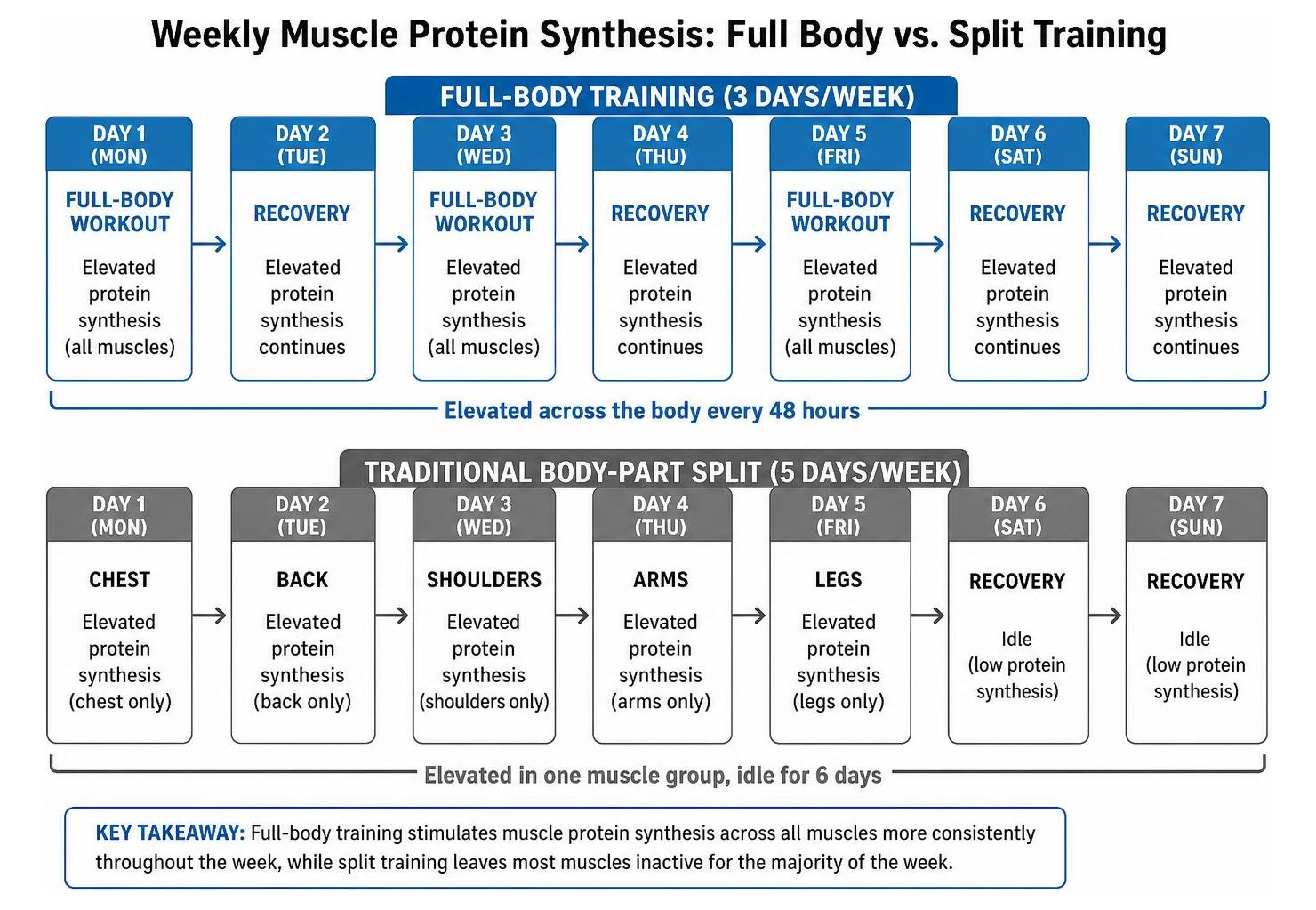 comparison of weekly muscle protein synthesis between full body and split training