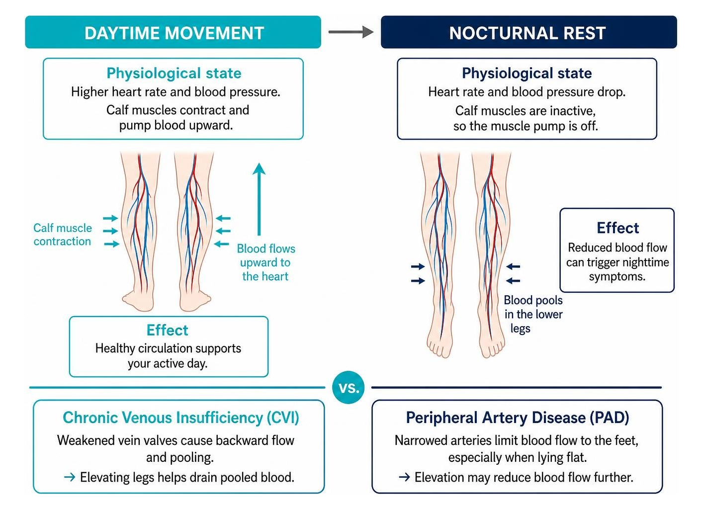 Physiological shift in blood flow during daytime movement versus nocturnal rest Physiological shift in blood flow during daytime movement versus nocturnal rest