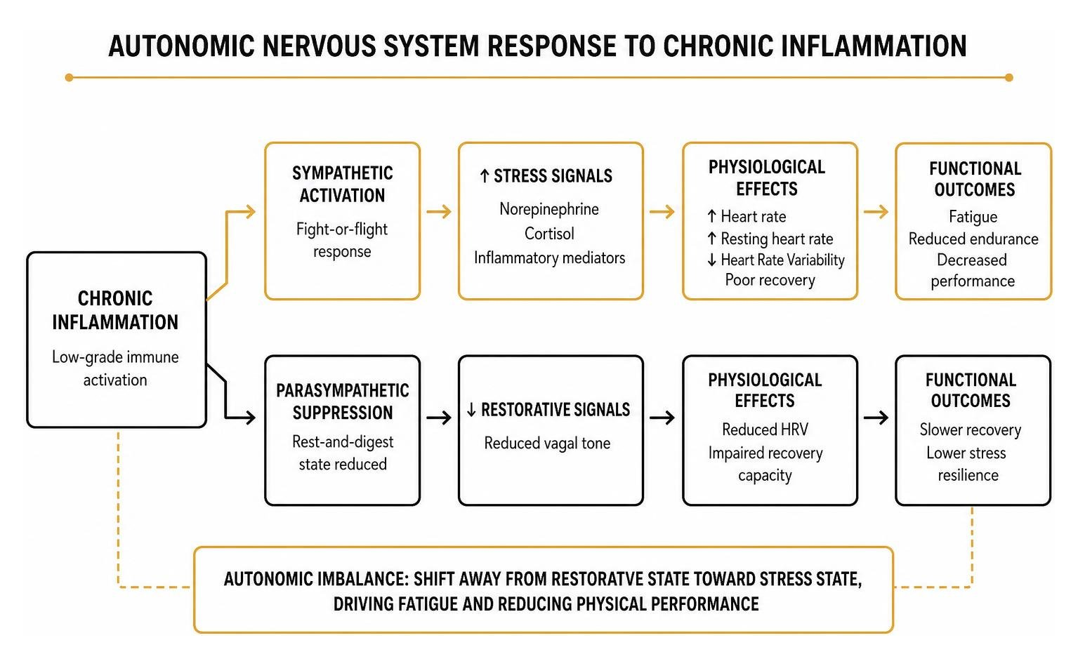 diagram of autonomic nervous system response to chronic inflammation diagram of autonomic nervous system response to chronic inflammation