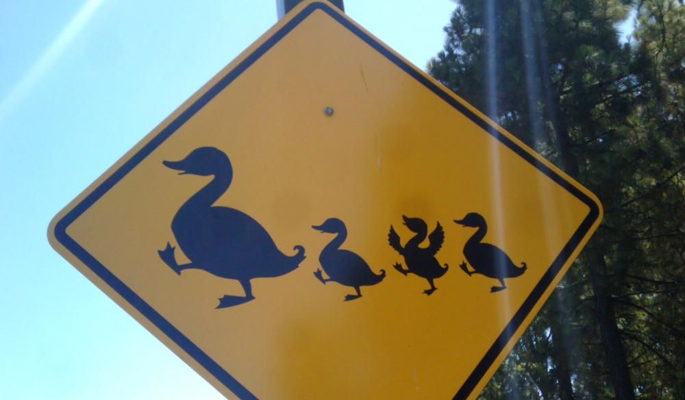 Duck Crossing Sign