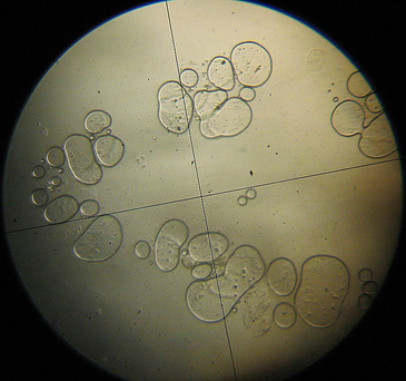 microbes-crop