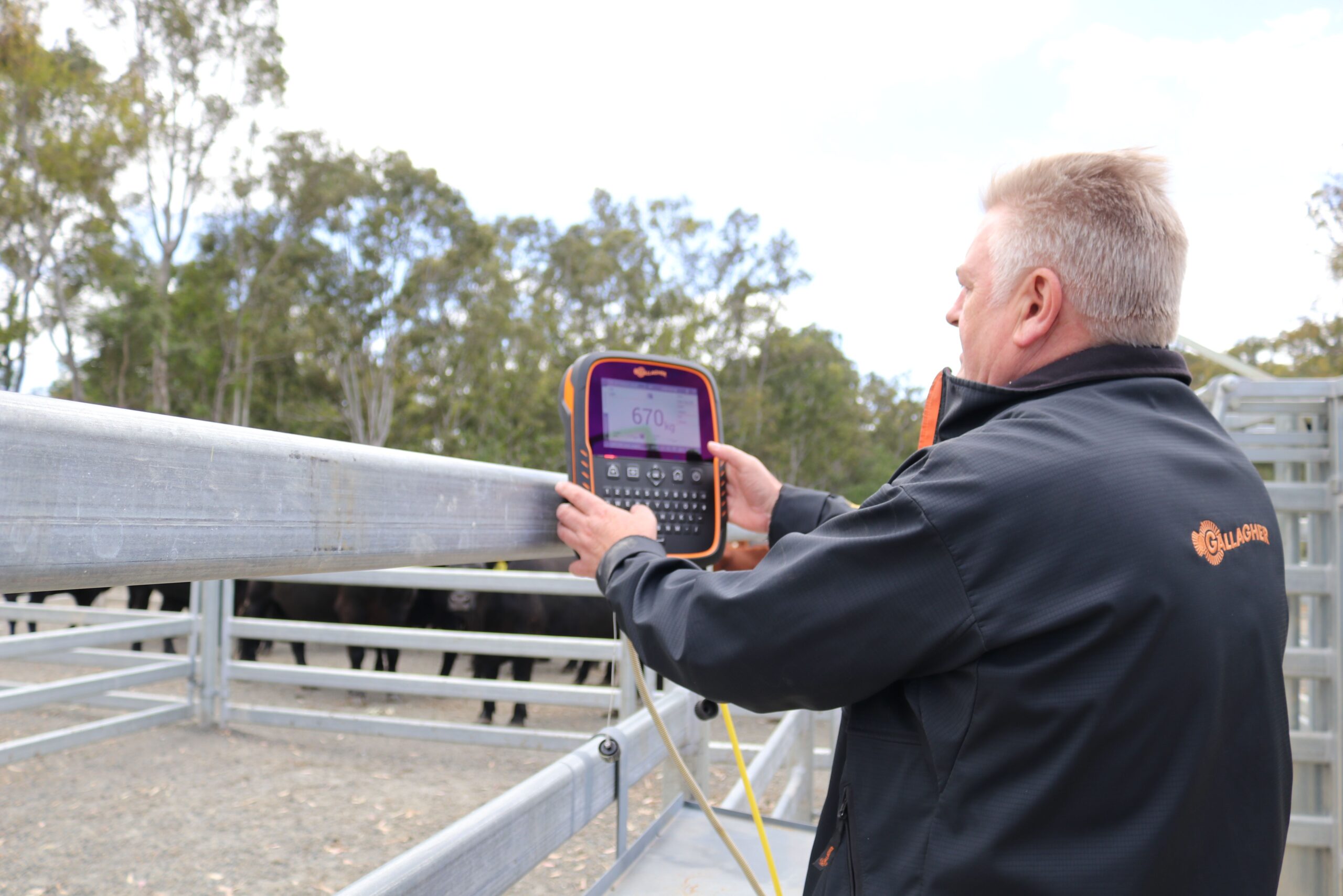 TWR-5 Livestock Weigh Scale & Data Collector - Gallagher