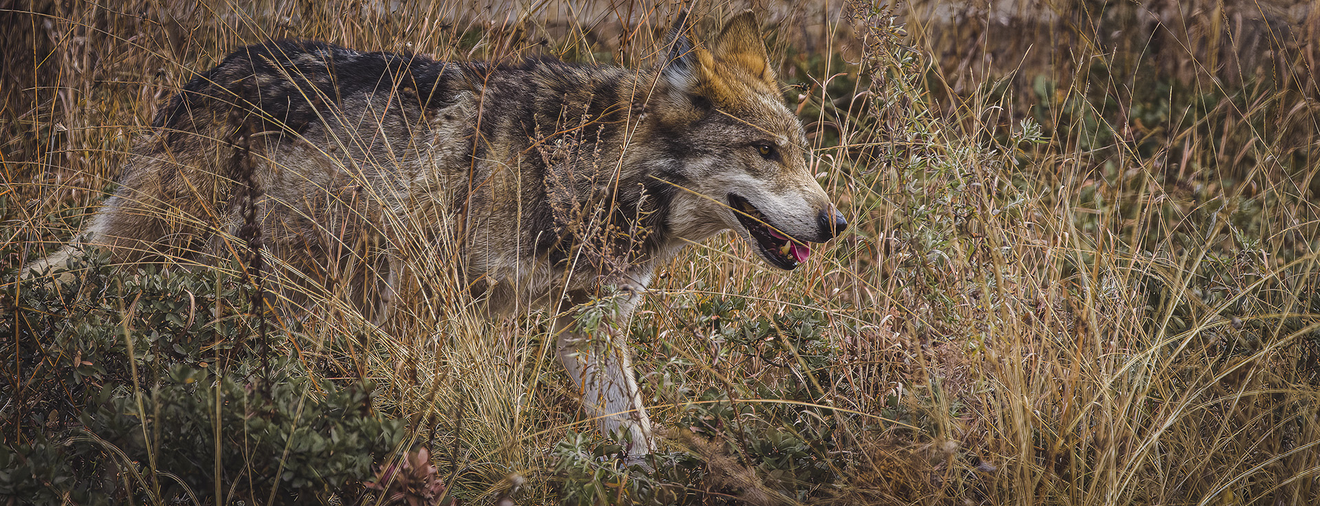 Conoce al Lobo Gris Mexicano