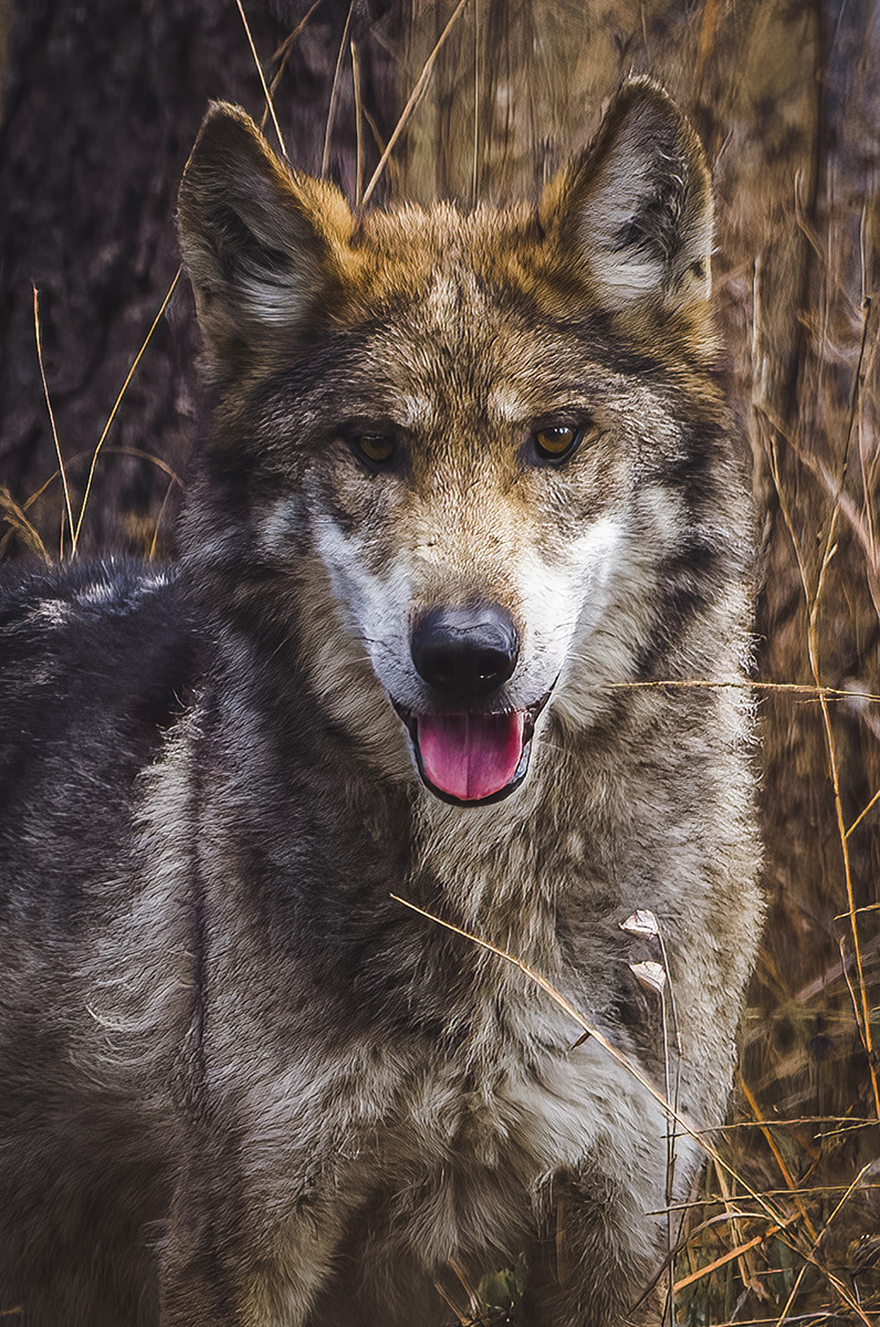 Retrato del Lobo