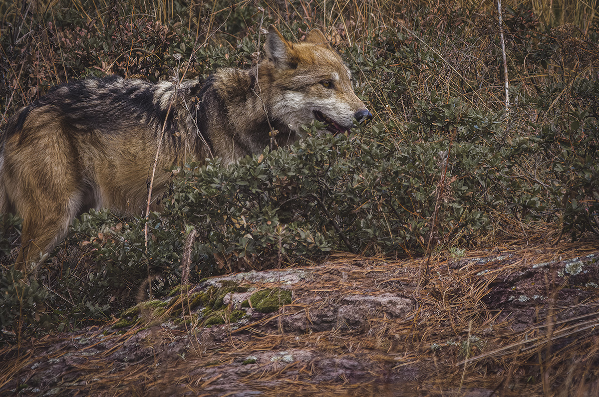 Retrato del Lobo