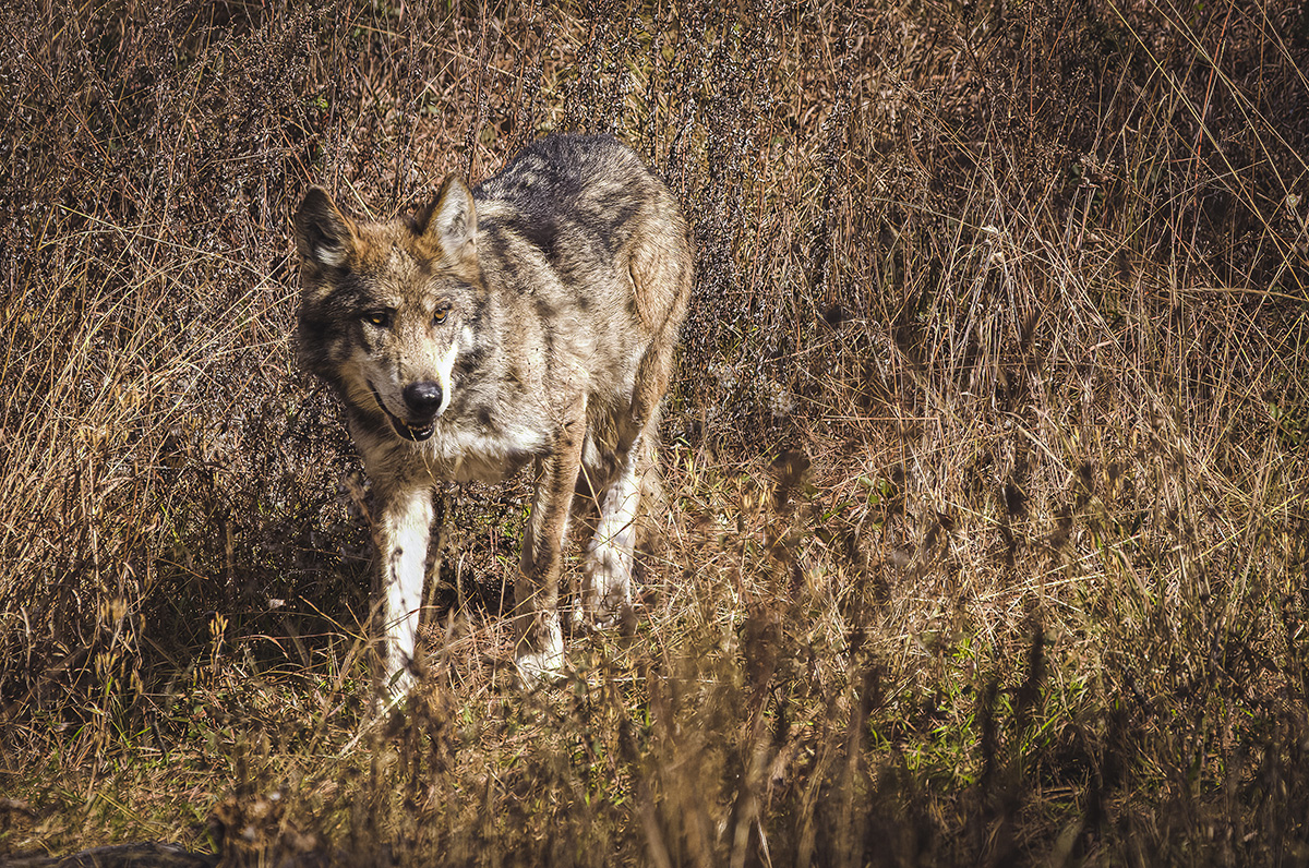 Retrato del Lobo