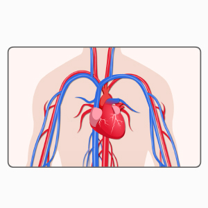 Circulatory System