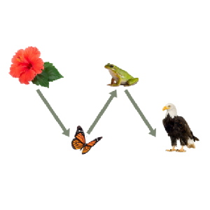 Food chain and food web