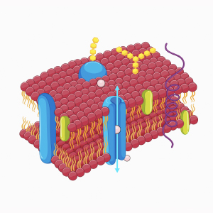 Membrane Transport