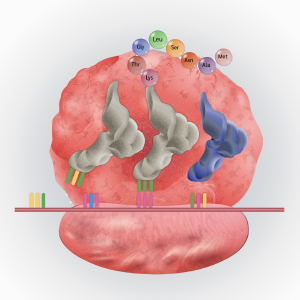 Protein Synthesis