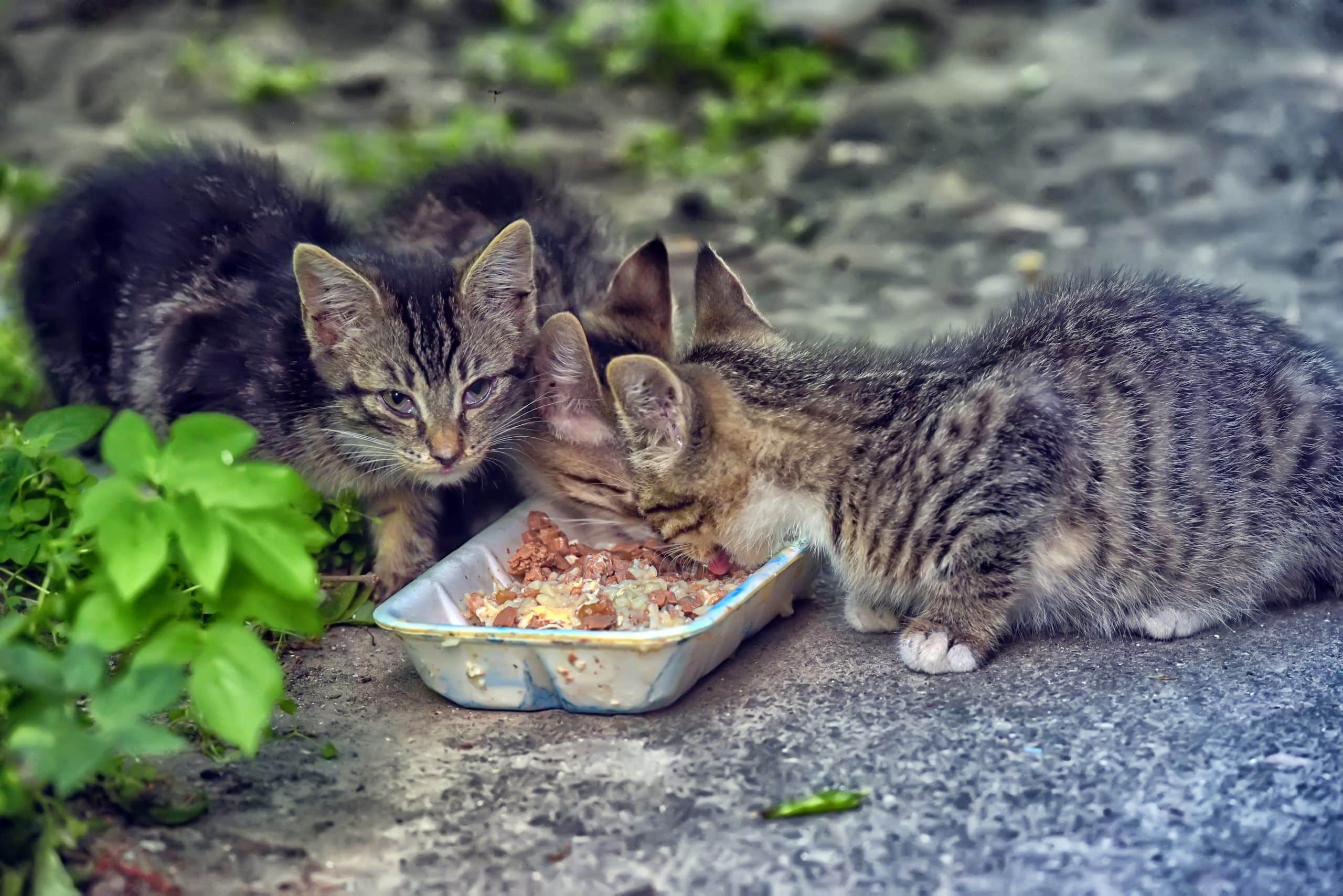 Gatos callejeros alimentándose en zona pavimentada
