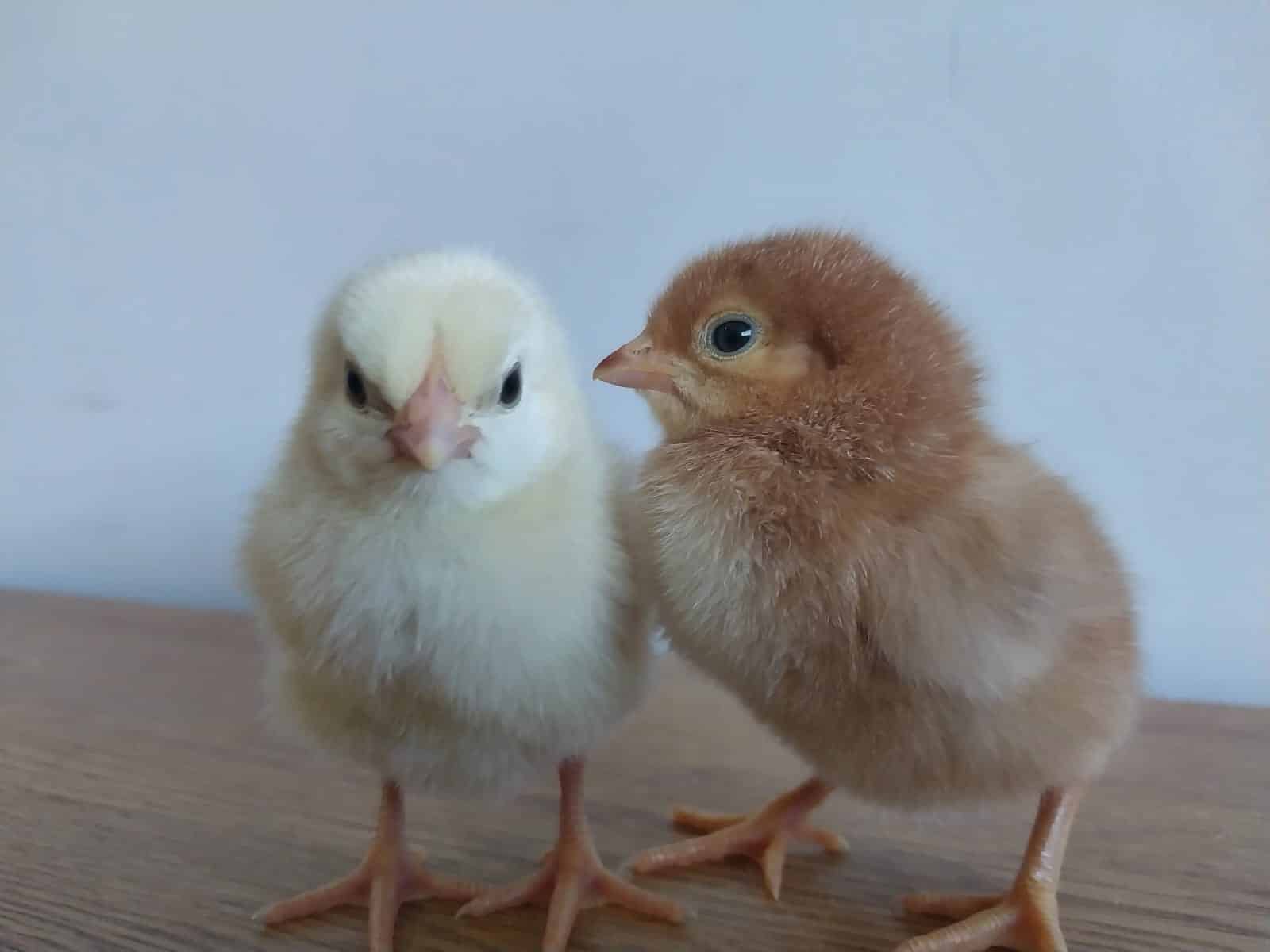 Producción agropecuaria en riesgo